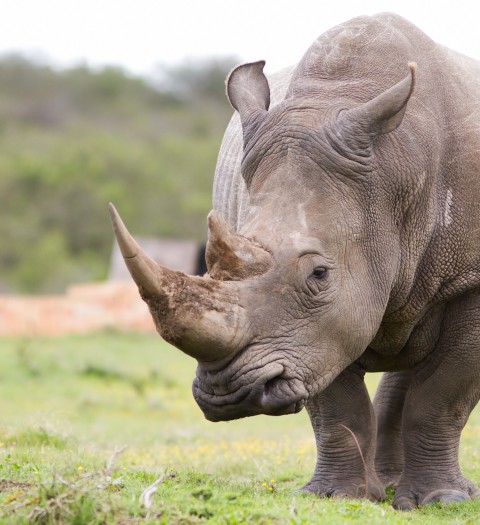 Rhino Notching at Sun City | Mankwe Game Trackers