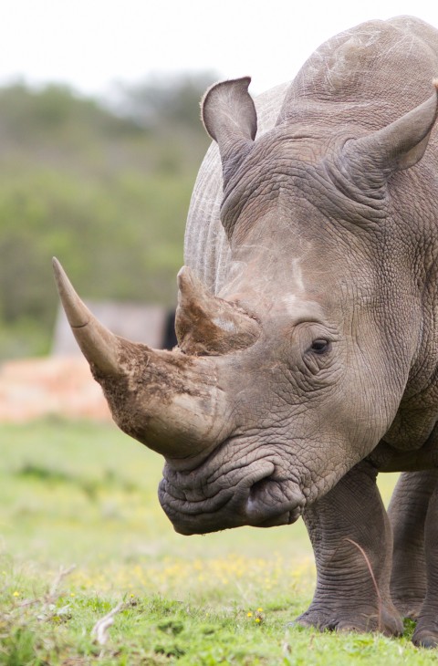 Rhino Notching at Sun City | Mankwe Game Trackers